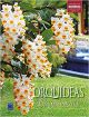Livro Orquídeas Dendrobium – Coleção Rubi, Vol. 10